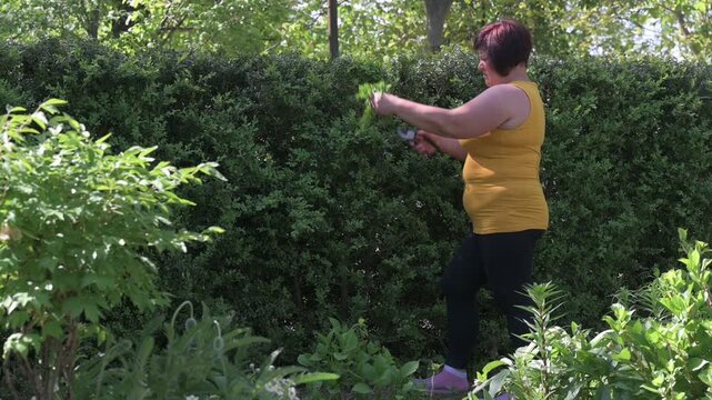 A woman cuts a boxwood hedge with small scissors.