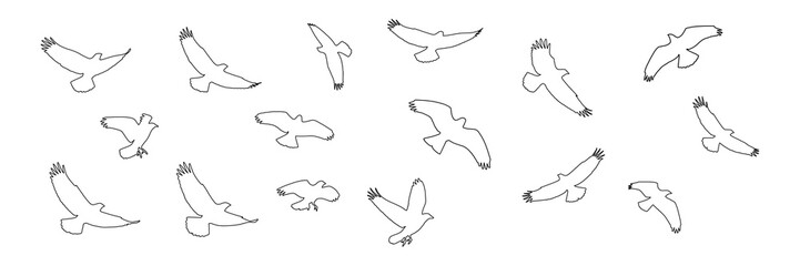 Obraz premium hand drawn vector illustration of a sketch of birds on transparent