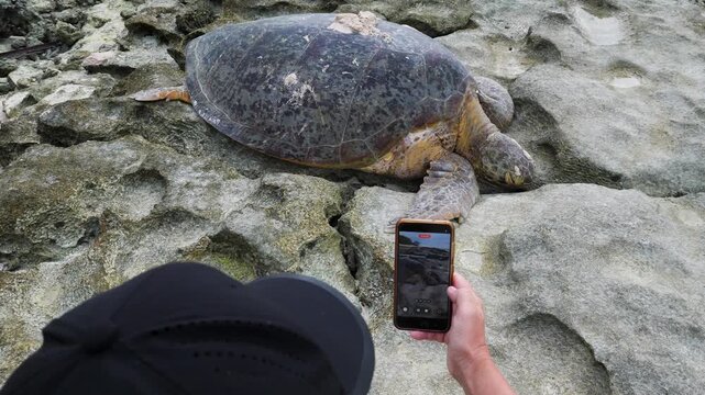 A citizen scientist participating in a marine science survey films a large Green Sea Turtle returning to the ocean after laying eggs.