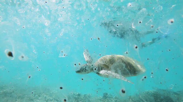 A snorkeler observes a turtle swimming and feeding on a mass concentration of jellyfish sea creatures (Salps). Marine science