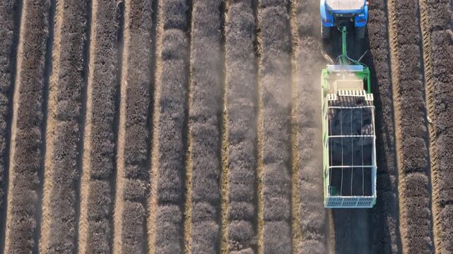 Aerial view of tractor harvesting lavender field with geometric rows pattern