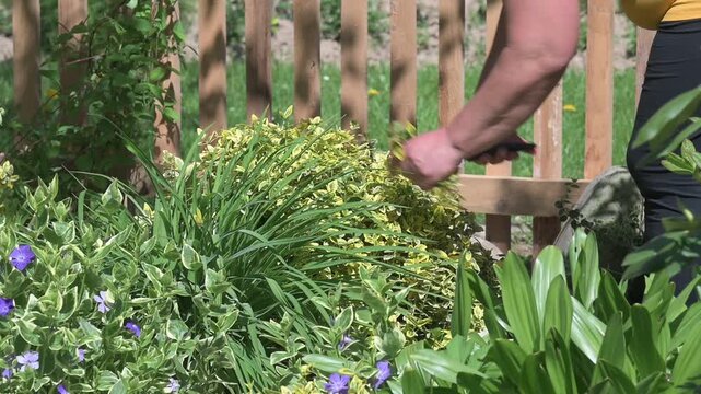 A woman mows tall grass in her garden with a hand scythe, works in the garden with grass.