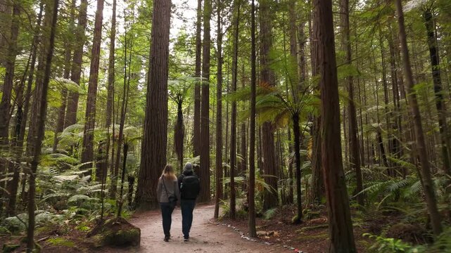 A young couple hikes along a trail surrounded by massive redwood trees and lush silver ferns in Rotorua, New Zealand. Perfect for travel and nature content.