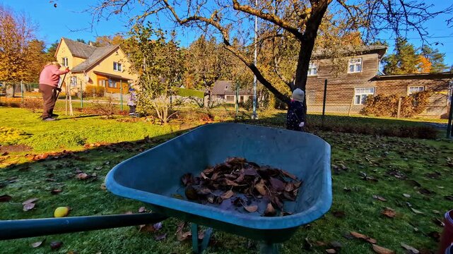 Mother and children raking autumn leaves into a wheelbarrow during fall season cleanup chores, wide angle slow motion