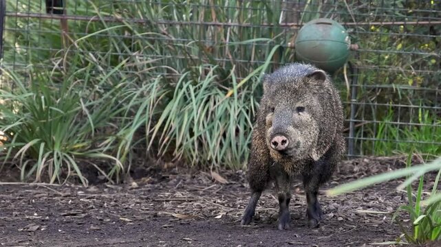 Collared Peccary Standing and Turning in a Zoo Enclosure