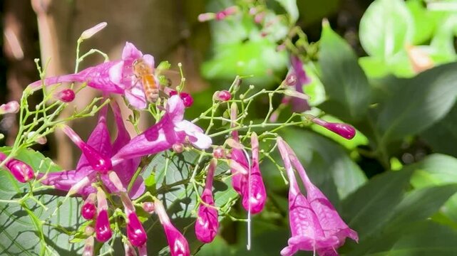 Honey Bee Foraging on Vibrant Purple Strobilanthes Cusia Flowers