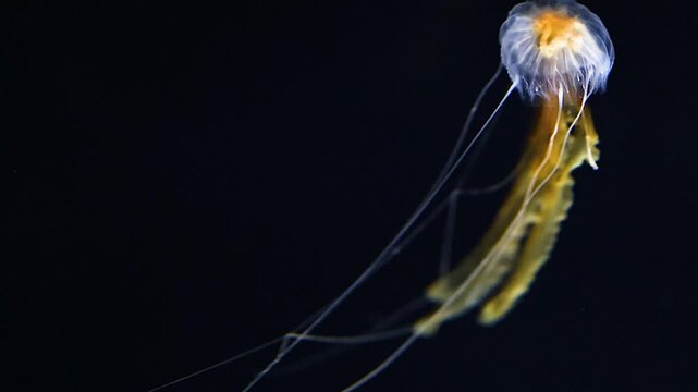 Bioluminescent Jellyfish Pulsating Through Dark Deep Sea Water