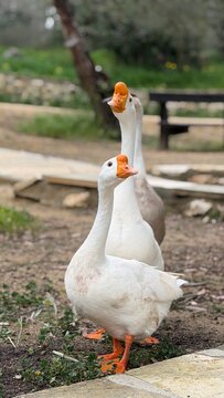 Embden goose standing outdoors with detailed white feathers and orange beak facing sideways. Domestic goose portrait fits farm poultry, bird wildlife and nature lifestyle concept visuals.