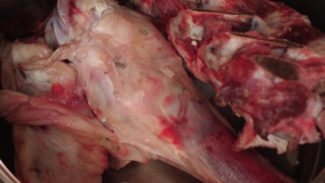 Close up of placing fresh beef joints and bones into a metal pot. Preparing raw meat ingredients for slow cooking rich broth or soup.