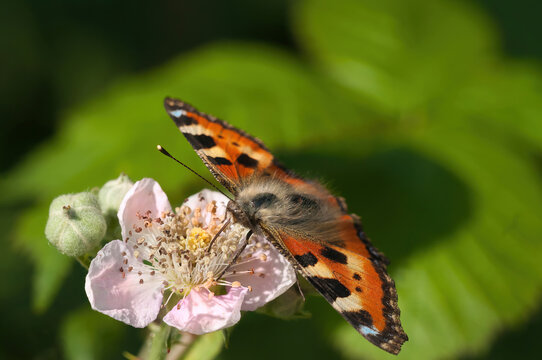 kleiner Fuchs auf Brombeerbl&uuml;te