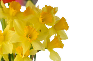 Obraz premium Yellow Daffodil Bouquet Isolated on White Background