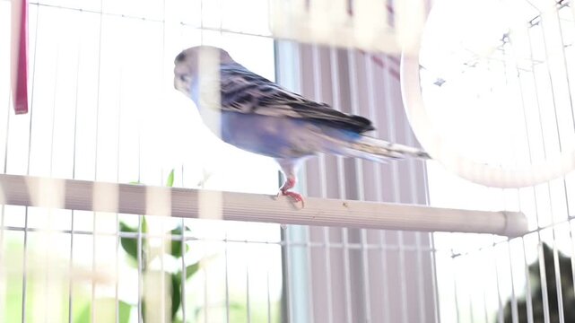A parrot sitting on a stick in a cage, a pet budgie, one pet parrot in a cage.