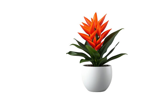 Tropical guzmania bromeliad houseplant with vibrant orange flowers in a clean white pot on transparent background