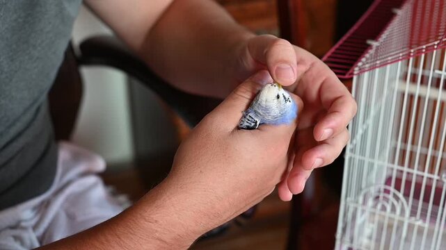 Wavy blue parrot bites its owner on the fingers, the man accustoms the parrot to hands and home life.
