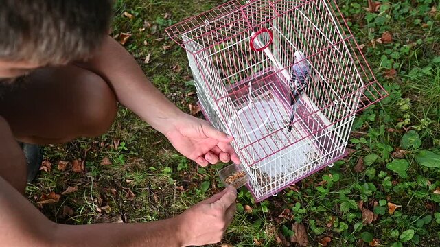 A man pours grain for a parrot into a feeder and feeds it, a cage with a parrot on the street.