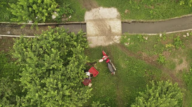 Top-down drone view of a worker collecting ripe plums in a green orchard, sorting fruit into red crates beside an irrigation canal, rural harvest and farm work.