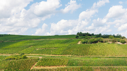 Naklejka premium view of vineyard against cloudy sky, France