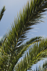 Palm Fronds Overhead Capturing Calm and Minimal Tropical Vibes