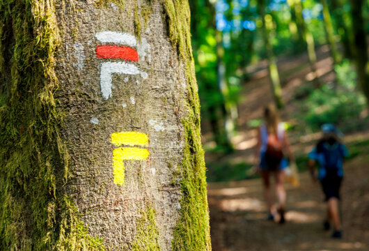 Hiking trail in the mountain forest with a hiking mark on the tree trunk