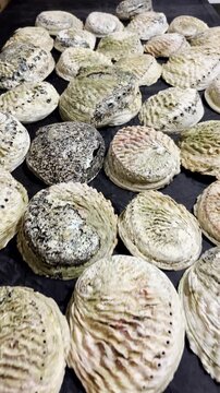 South African abalone shells (perlemoen) spread out on table, vertical reveal