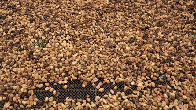 Close-up shot of coffee beans drying on a wooden rack, showcasing textured patterns under natural light. Perfect for depicting coffee production and agricultural processes.
