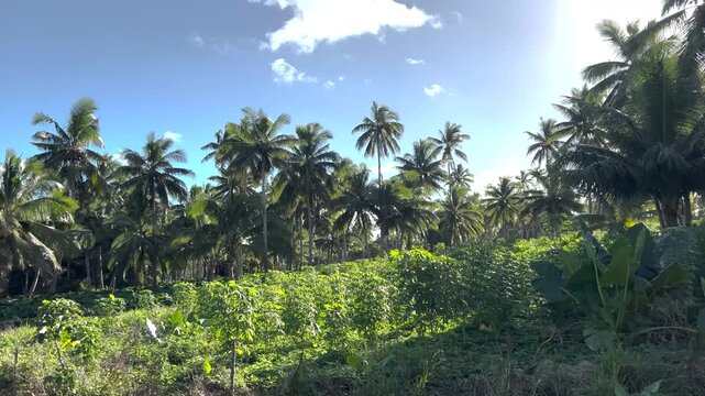 Small tropical crop plantation of cassava and coconut trees. Agriculture in Pacific Islands, Tonga