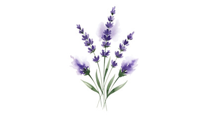 Fototapeta premium Watercolor painting of a lavender bouquet with delicate purple blooms and green stems, isolated on a transparent background, soft artistic style