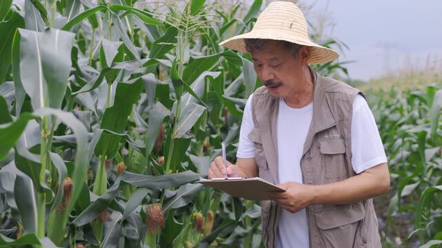 Entrepreneur farmer inspects cornfield, looks for pests inspecting corn crop growth, disease of plants in agricultural field, write on paper clipboard in maize garden. Organic farming and healthy food
