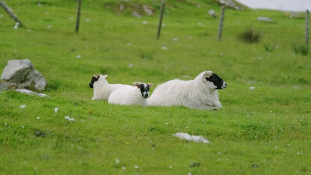 Static shot of a ewe with her lambs resting on a croft in the Outer Hebrides.