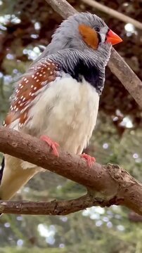 Strikingly detailed close-up portrait of a vibrant male zebra finch perched securely upon a textured tree branch in a natural outdoor setting