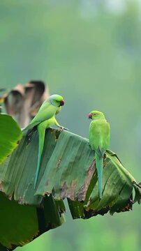 Two vibrant Indian ringneck parakeets perched upon large green banana leaves interact in a lush tropical setting with soft natural background lighting