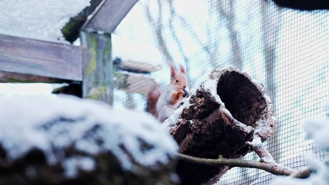 A red squirrel in a zoo, sitting on a log in the snow in winter