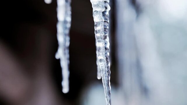 Close up shot of an impressive icicle which is slowly melting as the seasons change and finally water drops form on the tip