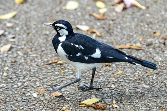 magpie lark (Grallina cyanoleuca) in a Darwin street, Australia