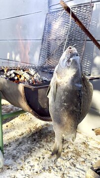 Vertical. Blackfish hung up being dried before barbecue with burning wood fire