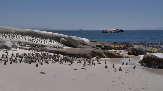 Jackass penguins waddling as others stand still at Boulders Beach, Cape Town, against a backdrop of a huge boulder out at sea and a navigation beacon in False Bay waters, South Africa.