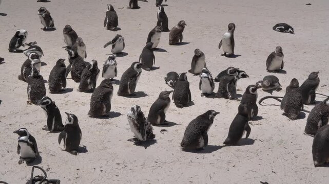 A waddle of some scruffy Jackass penguins on the beach, as an angry, aggressive, molting penguin pecks a fellow penguin at Boulders Beach, Cape Town, South Africa.