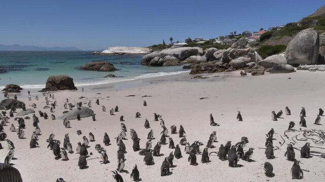 A few Jackass penguins waddle through their colony of scruffy, molting penguins, set against the backdrop of False Bay, beach houses, and mountains on a sunny day at Boulders Beach in Cape Town.