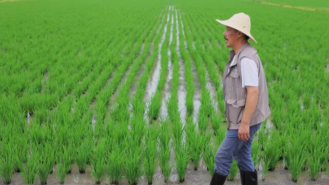 Botanist agronomist senior agriculturalist male farmer in straw hat carefully inspecting rice seedlings plants lush green field agricultural to ensure healthy crop growth. Organic agricultural farming