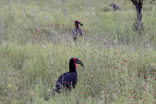 Southern Ground Hornbill Foraging 