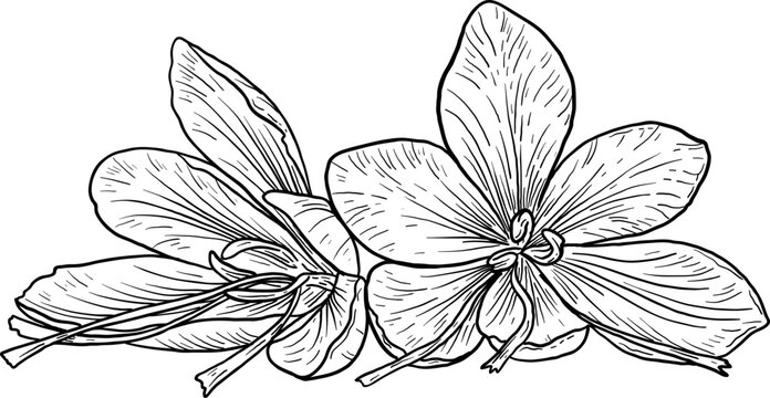 High quality linear realistic vector illustration of a Saffron flowers. Ideal for menus, restaurant and other establishment designs, cosmetic and product label design. Spice and Herbs