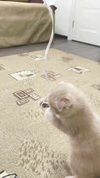 A cute Scottish Fold kitten plays with a homemade toy as its owner comically widens its round eyes. Vertical video
