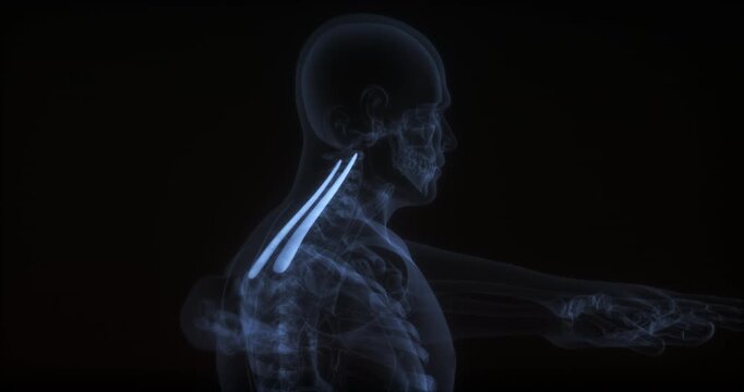 Levator scapulae muscle in human body. X Ray. Loop