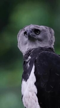 Majestic harpy eagle perched on a mossy tree branch looking upwards with its distinctive gray head feathers and powerful black and white plumage.
