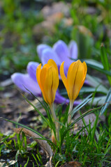 Fototapeta premium Crocus flavus 'Golden Yellow' , crocus Mammoth, yellow blooming crocuses first spring flowers. Nature, early spring environment, awakening of nature.