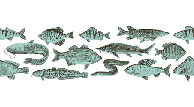 Freshwater fishes vector seamless border