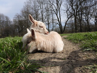 Naklejka premium Ten days old cute white baby goats on spring meadow during sunny easter holidays.