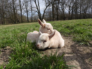 Fototapeta premium Ten days old cute white baby goats on spring meadow during sunny easter holidays.