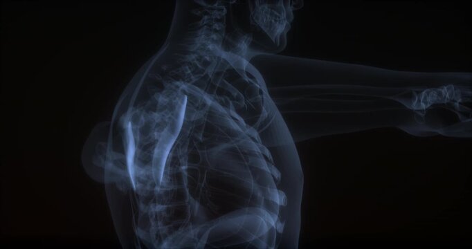 Teres minor muscle in human body. X Ray. Loop