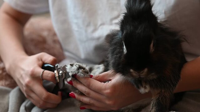 Nail care for a decorative bunny, a girl trims the bunny's claws with special scissors.